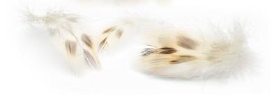 Mallard Duck Hen Breast Natural